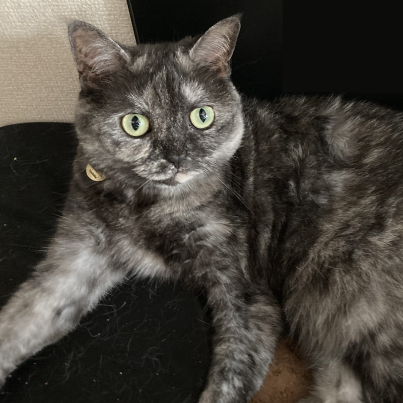 猫がリラックスしている様子