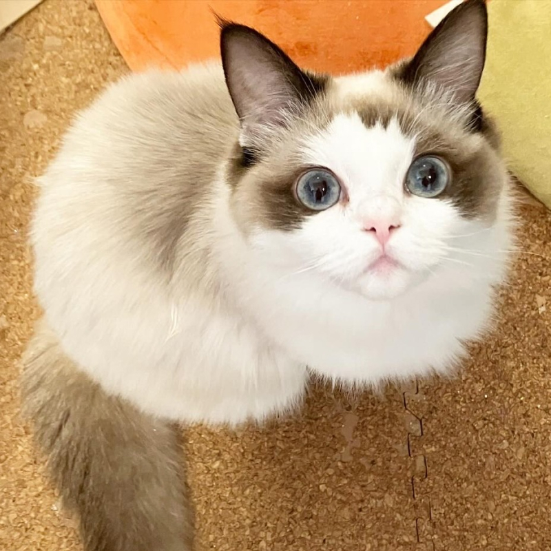 猫がリラックスしている様子